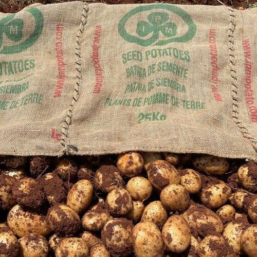 Насіння картоплі Маверік 1 репродукція, 20кг AL202501 фото