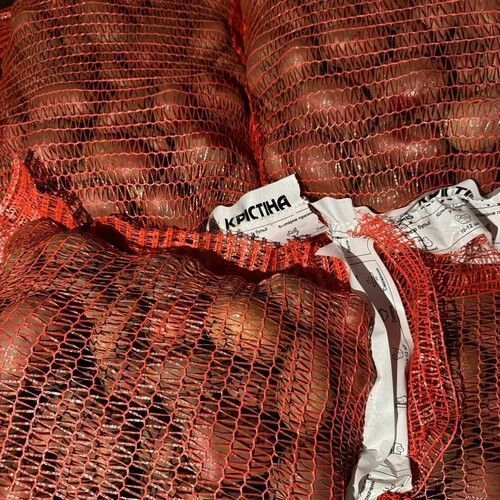 Насіння картоплі Крістіна 1 репродукція, 20кг AL202502 фото