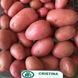 Насіння картоплі Крістіна 1 репродукція, 20кг AL202502 фото 1