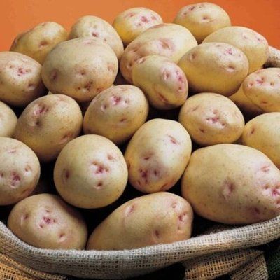 Насіння картоплі Кара/CARA 1 репродукція, 20кг AGL202605 фото