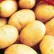 Насіння картоплі Рів'єра 1 репродукція, 20кг AGL202503 фото 1